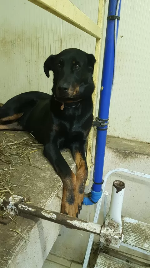 chienne de troupeau berger de beauce