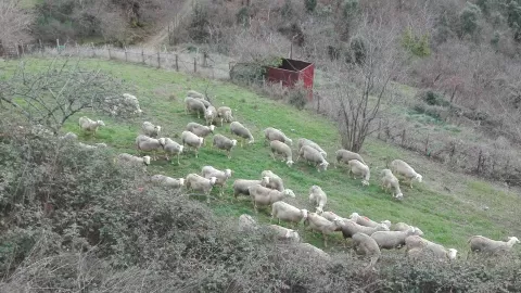 brebis en Cevennes
