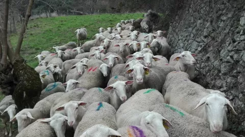 troupeau pressé de rentrer