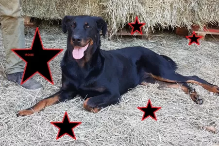 chienne berger de beauce