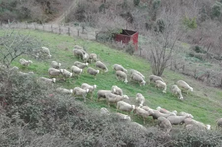 brebis en Cevennes