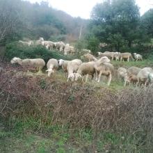 les Cévennes en brebis